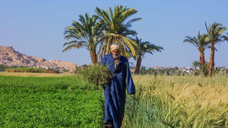 A farmer harvesting his crops in Luxor, Egypt, where the median age of farmers is 52
