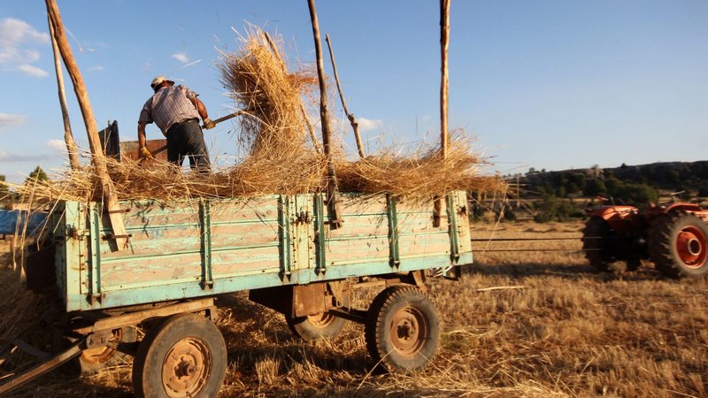A farmer in Konya, Turkey. Drought has forced some growers to harvest early and use the unmatured grain as animal fodder